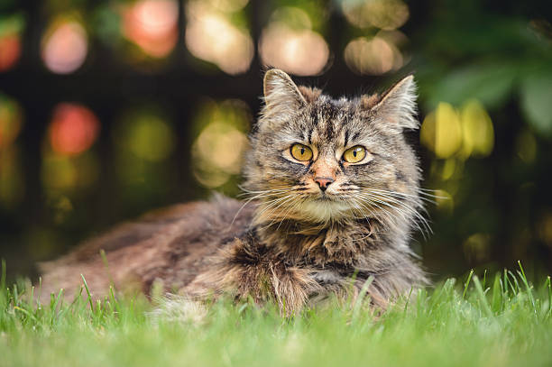 istock Brown Domestic Cat Portrait 617876876