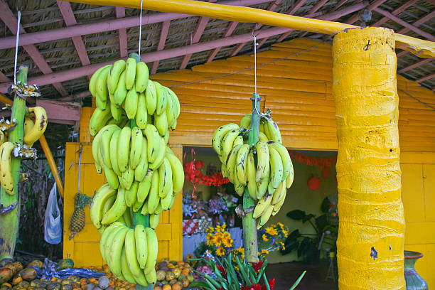 Bananas Hanging in a Store, Cabarete, DR