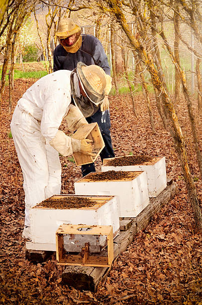 istock Beekeeping - Starting New Beehives In The Spring 617877410