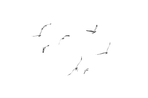 Las aves vuelan girando a la derecha en el cielo despejado (b&n) photo