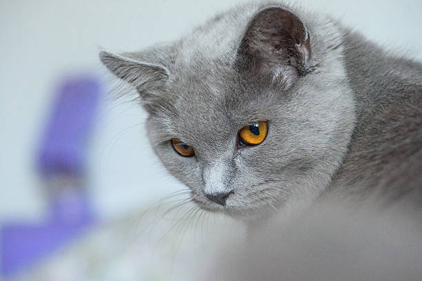 istock Portrait Of Chartreux cat 617880340