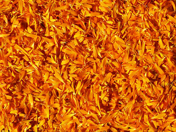 свежие calendula officinalis лепестки херб альтернативная гомеопатическая медицина фон - tea organic single flower flower стоковые фото и изображения