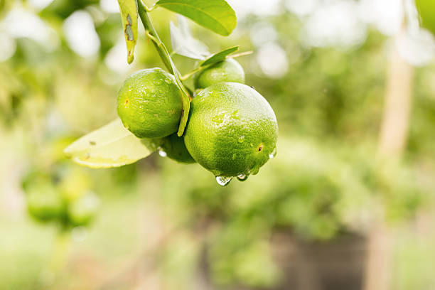 istock Lime fruits closeup on tree 617881700