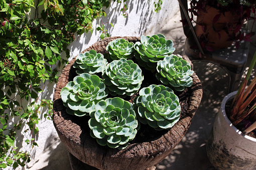 also known as  hens and chicks, hen-and-chickens, or hen-and-biddies.   Sunny.  Shadows.  Sempervivum, Echeveria.