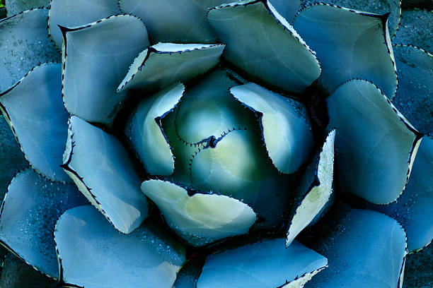 istock Succulent plant with morning dew 617882014