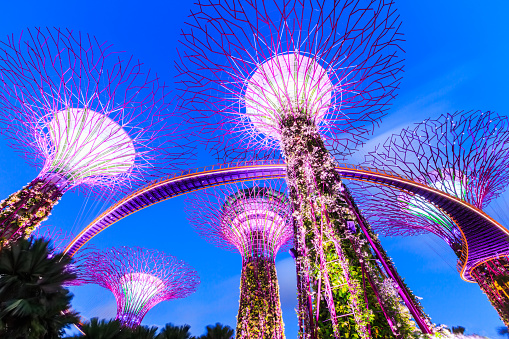 Singapore City, Singapore - January 8, 2016  Supertree Grove in the Gradens by the Bay 