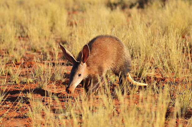 땅돼지 - desert africa mammal animal 뉴스 사진 이미지