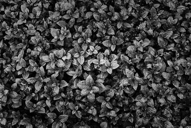 istock Abstract Black and white autumn leaves in garden 617882594
