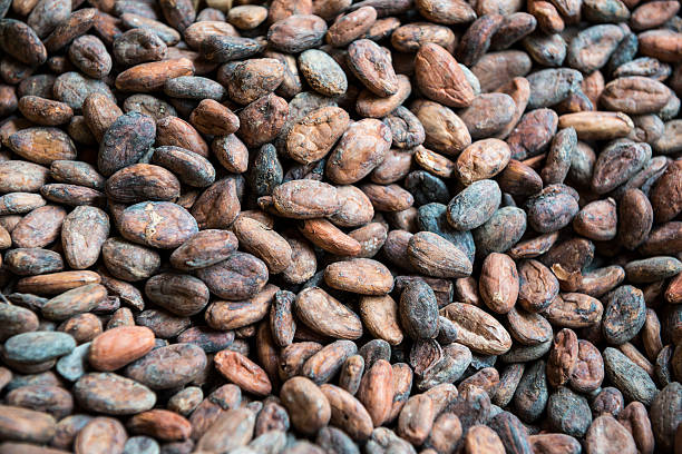 istock Dried cocoa beans in Mexico 617882630