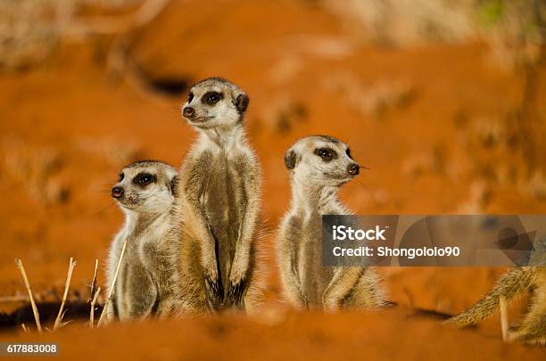 Meerkats Stock Photo - Download Image Now - Meerkat, Kalahari Desert, Africa