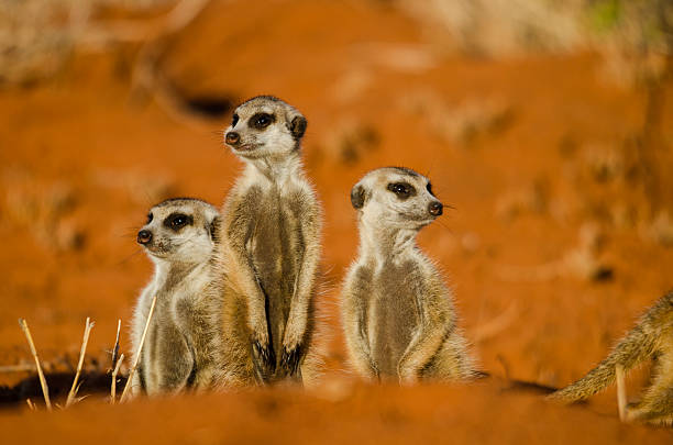 meerkats  - safari animals arid climate animal mammal стоковые фото и изображения