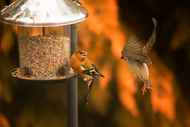 istock Birds,chaffinch ,garden birds 617883200