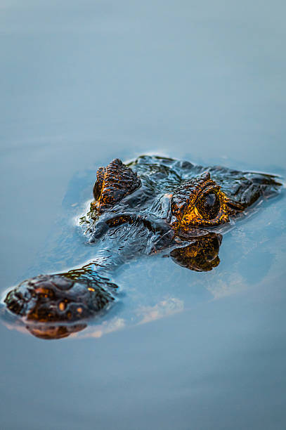 Close-up oh Cuvier's dwarf caiman, the smallest species of crocodile family. It is peeking out of the water next to the rock. In the background is another one.