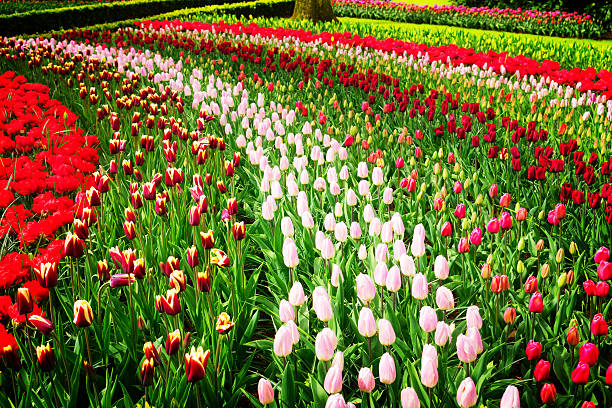istock Rows of tulip flowers 617884432