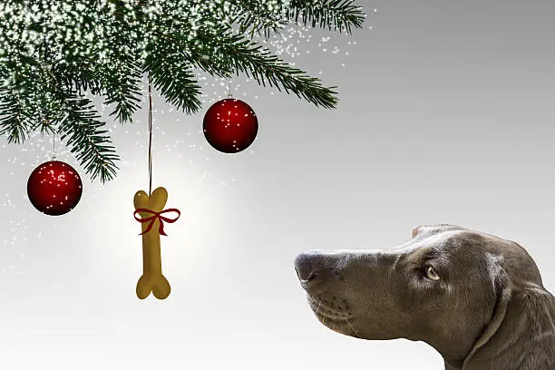 christmas for the four-legged friend