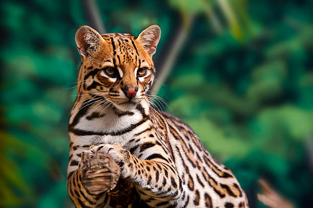 Ocelot( Leopardus pardalis) Ocelot rests on a tree. amazon rainforest stock pictures, royalty-free photos & images