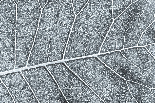 Detailed structure of a leaf.