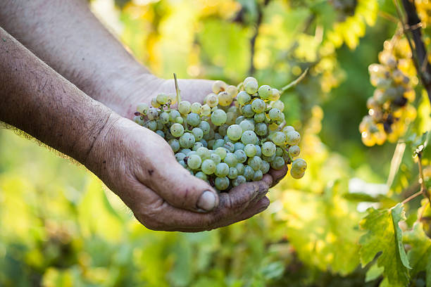 istock Grape harvest. Farmers hands holding grapes. 617887472
