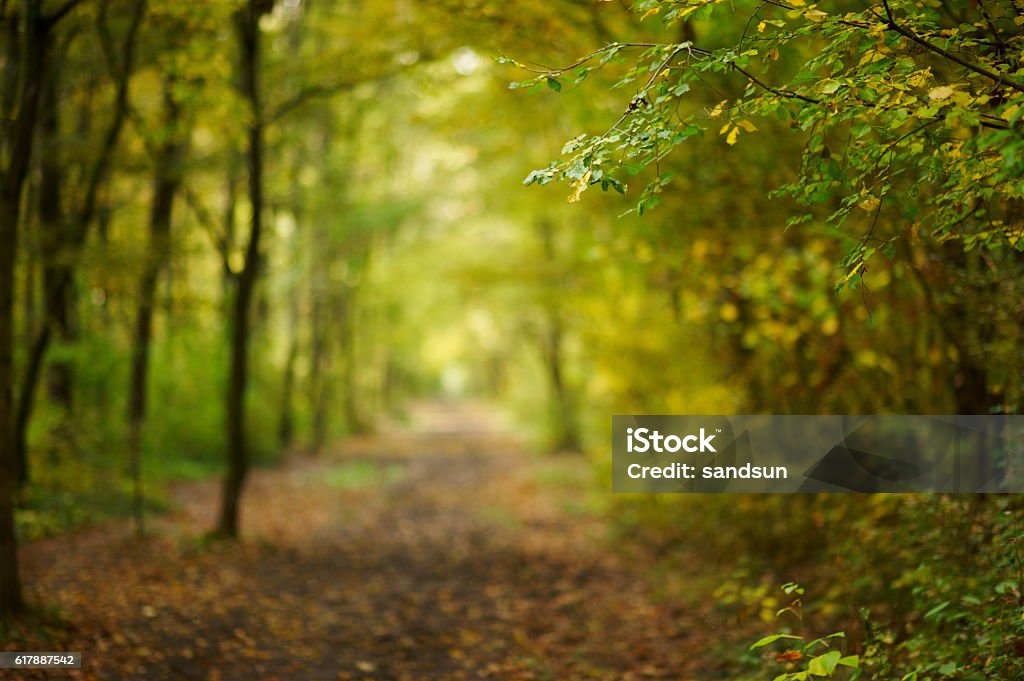 path in autumn forest Footpath Stock Photo