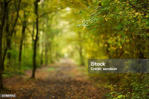 Path In Autumn Forest Stock Photo - Download Image Now - Footpath, Woodland, Single Lane Road