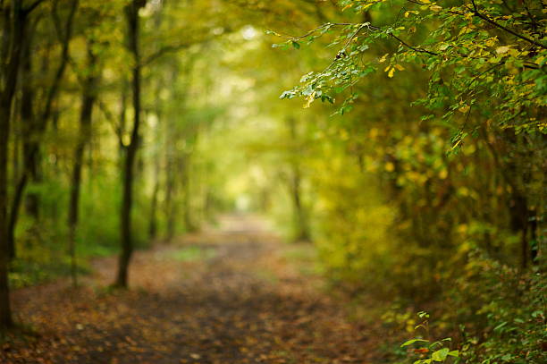 путь в осенний лес - wood woods dirt road footpath стоковые фото и изображения