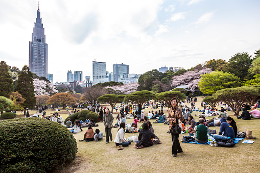 Tokyo, Japan - April 4, 2009: people chillin in the park and enjoy the cherry blossom and picnicing.
