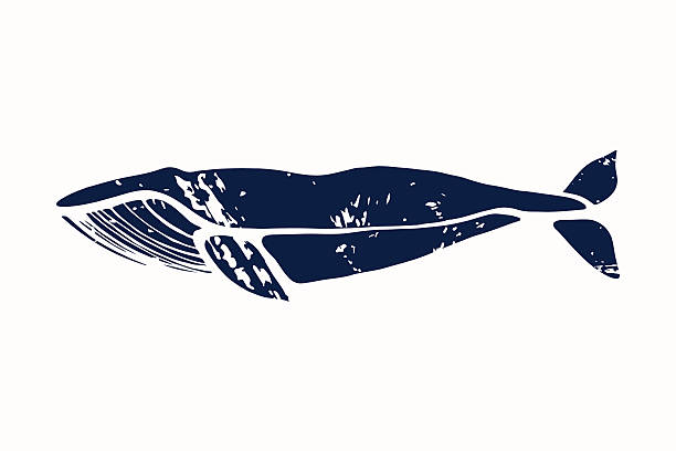 Blue whale. Balaenoptera musculus. Blue whale. Balaenoptera musculus. Whale isolated on a light background. Logo for your design. Ink. Hand drawn. blue whale tail stock illustrations