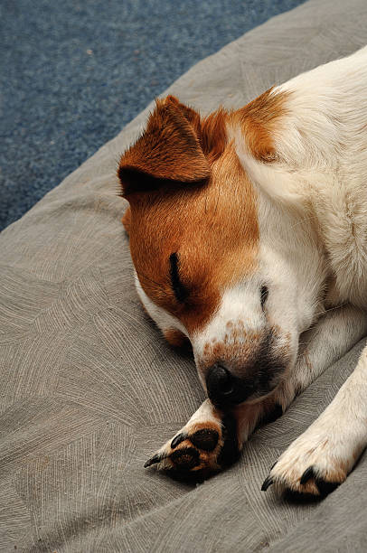 istock Jack Russell puppy sleepy on a Grey cushion 617888882