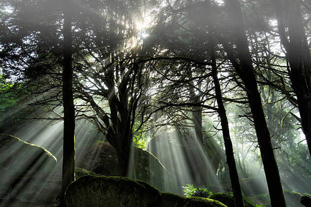 light The mystical light of the Serra de Sintra serra de sintra stock pictures, royalty-free photos & images