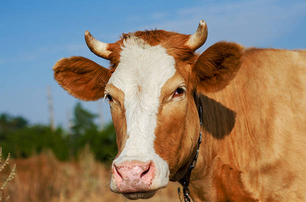 istock funny  cow close up 617889466