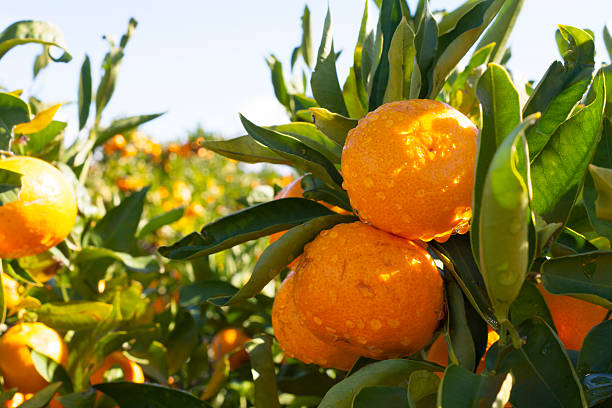istock Ripe and fresh mandarin oranges hanging on branch 617889604