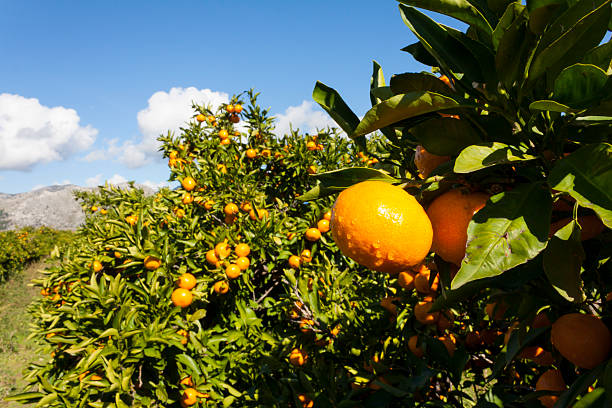 istock Ripe and fresh mandarin oranges hanging on branch 617889676
