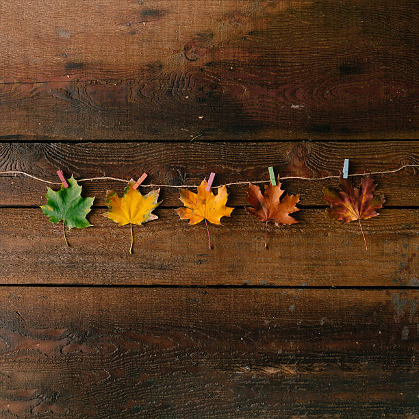 istock Creative layout of colorful autumn leaves. 617890960