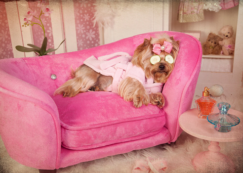 Yorkie Lying on Pink Sofa Relaxing in a Pet Grooming Salon .  She is dressed in her bathrobe and slippers hanging out in her dressing room getting her beauty rest. Pampered Pets, Pet Grooming, Pet Spa concepts.