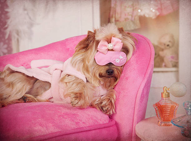 Yorkie on Sofa in Pink Robe at Grooming Salon Spa