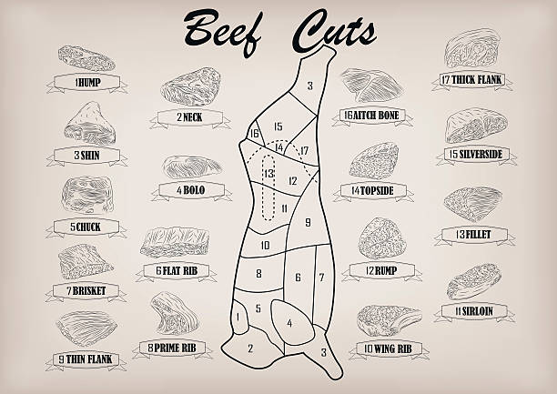 Beef cow bull carcass cuts parts infographics scheme vector illustration Beef cow bull side carcass cuts cut parts infographics scheme sign signboard poster butchers guide: neck, chunk, brisket fillet rump. Vector beautiful horizontal closeup black outline beige background roasted prime rib illustrations stock illustrations