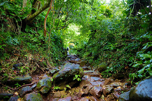 sendero de kalalau en kauai, hawai - natural tunnel state park fotografías e imágenes de stock