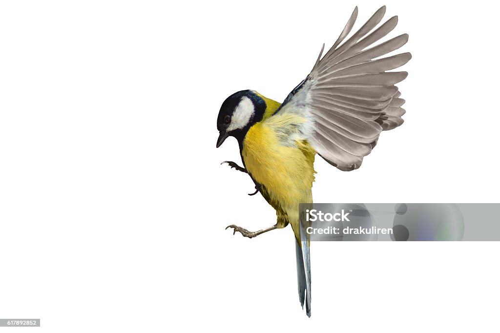 Gran teta en vuelo aislada sobre blanco - Foto de stock de Pájaro libre de derechos