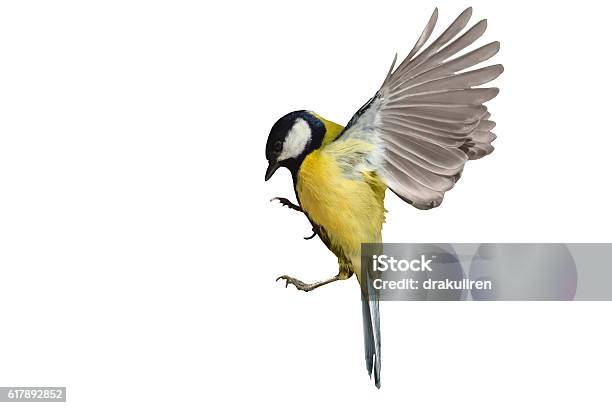 Gran Teta En Vuelo Aislada Sobre Blanco Foto de stock y más banco de imágenes de Pájaro - Pájaro, Recortable, Fondo blanco