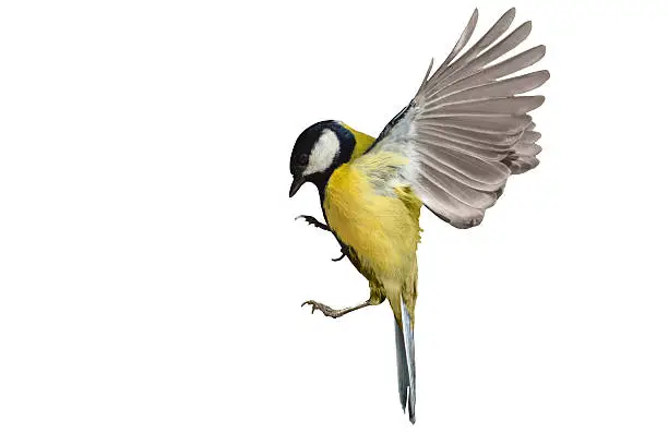 Great tit in flight isolated on white,bird in flight, yellow feathers