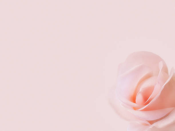 istock pink rose in soft color and soft light 617892916