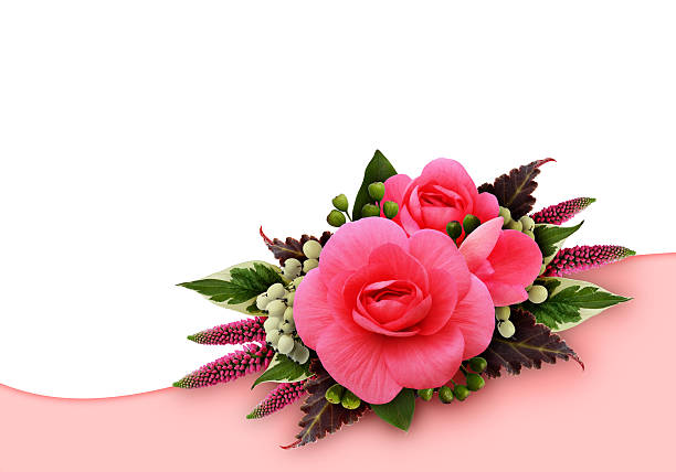 istock Pink begonia flowers background 617893988