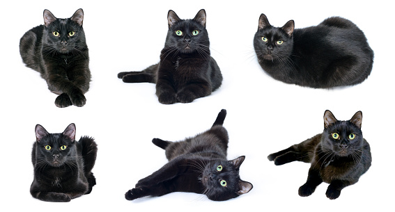 Collection of images of black cat lying in various poses isolated on a white background