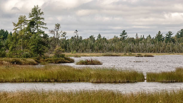istock Wetland on Madeline Island in Wisconsin 617895630
