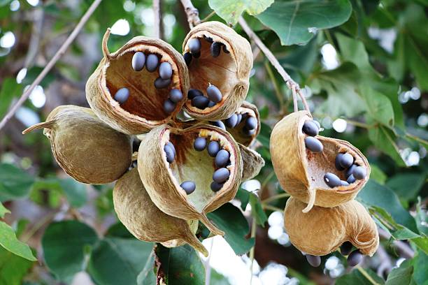 kapsułki nasion baobabu, botswana afryka - baobab zdjęcia i obrazy z banku zdjęć