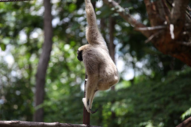 istock Monkeys are busy with their chores, Thailand 617895790