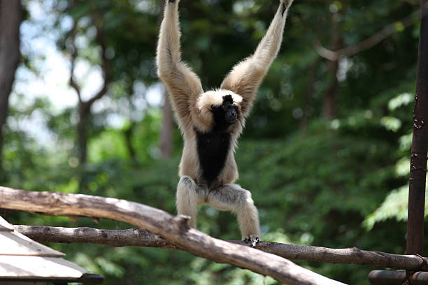 istock Monkeys are busy with their chores, Thailand 617895856