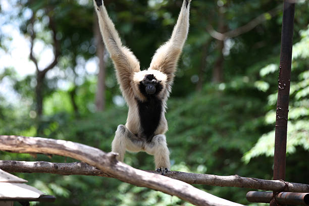 istock Monkeys are busy with their chores, Thailand 617895928