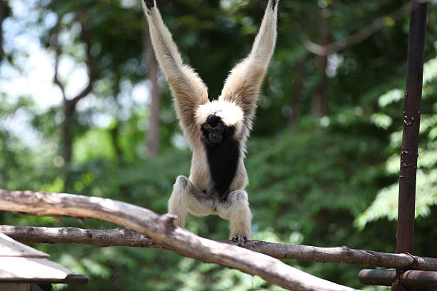 istock Monkeys are busy with their chores, Thailand 617895986
