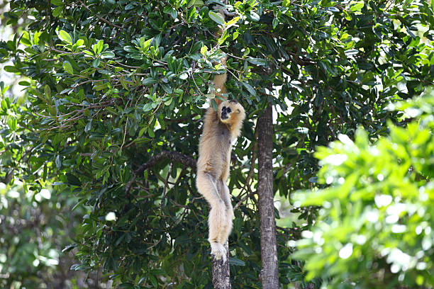 istock Monkeys are busy with their chores, Thailand 617896054